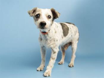 PANCHO -  Cairn Terrier and Mixed Breed Dog for Adoption in Phoenix, Arizona - PANCHO | PetCurious