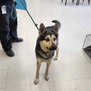 Mixed Breed Dogs Available for Adoption in Davenport, Iowa - Morning Coffee | PetCurious