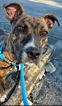 Rayne -  Pit Bull Terrier Dog for Adoption in Chattanooga, Tennessee - Rayne | PetCurious