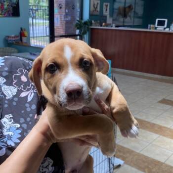 Osbourne -  Hound and Mixed Breed Dog for Adoption in Columbus, Georgia - Osbourne | PetCurious
