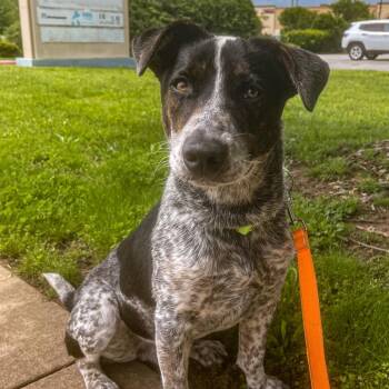 Mixed Breed Dogs Available for Adoption in Bentonville, Arkansas - Isaac | PetCurious