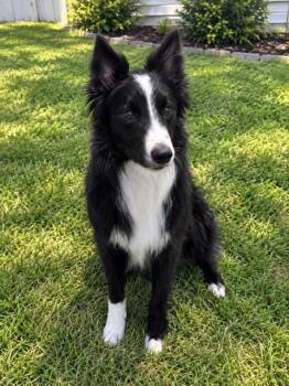 Bindi -  Border Collie Dog for Adoption in Skyline, Minnesota - Bindi | PetCurious