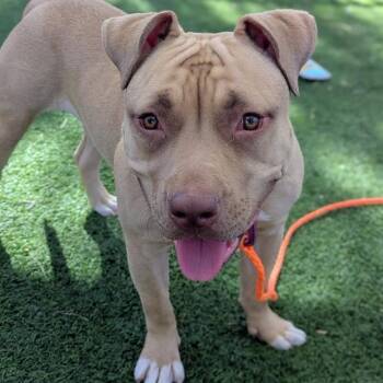 CHELSEA -  Pit Bull Terrier Dog for Adoption in Las Vegas, Nevada - CHELSEA | PetCurious