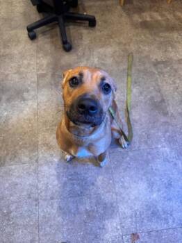Ruby -  Boxer and Beagle Dog for Adoption in Pottsville, Pennsylvania - Ruby | PetCurious