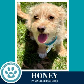 Terrier Dogs Available for Adoption in Kimberton, Pennsylvania - Honey (Busy Bees) 041126 | PetCurious