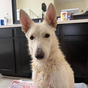 Phoenix -  White German Shepherd Dog for Adoption in Chandler, Arizona - Phoenix | PetCurious