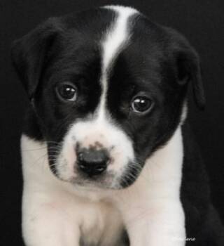 Basset Hound Dogs Available for Adoption - Kristoff | PetCurious