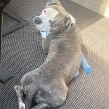 Mixed Breed Dogs Available for Adoption in Mentor, Ohio - Einstein | PetCurious