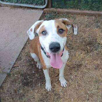 Chester -  Mixed Breed Dog for Adoption in Duncan, Oklahoma - Chester | PetCurious