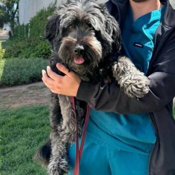 Gravy -  Schnauzer and Terrier Dog for Adoption in Idaho Falls, Idaho - Gravy | PetCurious