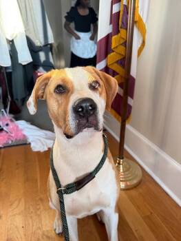 Rescue Pit Bull Terrier and Mixed Breed Dogs for Adoption in Thomasville, Alabama - Butterscotch | PetCurious