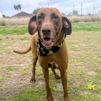 Chocolate Labrador Retriever Dogs Available for Adoption - Morgan | PetCurious