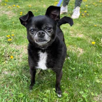 Chihuahua Dogs Available for Adoption in Oshkosh, Wisconsin - Pablo-Bonded To Wrigley | PetCurious