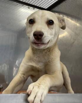 Mixed Breed Dogs Available for Adoption in Henderson, North Carolina - Sandie | PetCurious