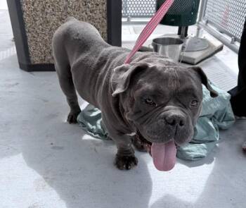 American Bulldog Dogs Available for Adoption - MANDARRIA | PetCurious