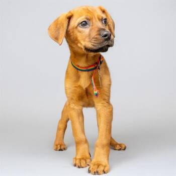 Labrador Retriever and Mixed Breed Dogs Available for Adoption in St. Louis, Missouri - ABRAXOS | PetCurious