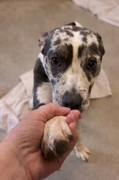 Mixed Breed Dogs Available for Adoption - Magic | PetCurious