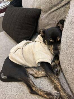 Enchilada -  Chihuahua and Dachshund Dog for Adoption in Denver, Colorado - Enchilada | PetCurious