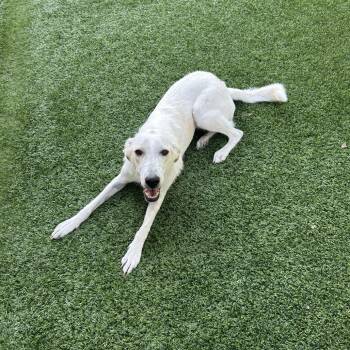 Baby Spice (Prim) -  Labrador Retriever and Mixed Breed Dog for Adoption in Wimberley, Texas - Baby Spice (Prim) | PetCurious