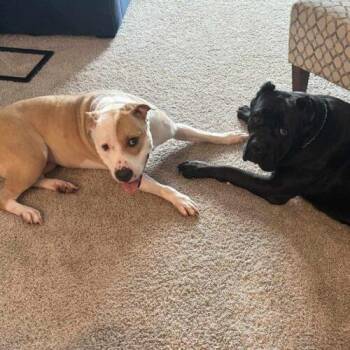 Mixed Breed Dogs Available for Adoption - Latto | PetCurious