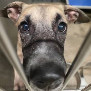 Briar -  Anatolian Shepherd and Mixed Breed Dog for Adoption in Sand Springs, Oklahoma - Briar | PetCurious