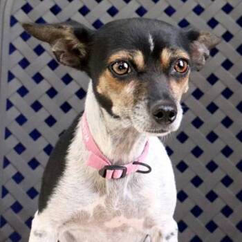 Rescue Chihuahua Dogs for Adoption in Fort Davis, Texas - Bella Luna | PetCurious