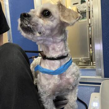 Jalapeno -  Mixed Breed Dog Available for Adoption in Murray, Utah - Jalapeno | PetCurious