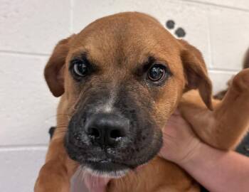 Rocky -  Boxer and Labrador Retriever Dog for Adoption in Columbus, Indiana - Rocky | PetCurious