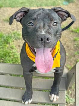 Vanessa -  Pit Bull Terrier Dog for Adoption in Anderson, Indiana - Vanessa | PetCurious