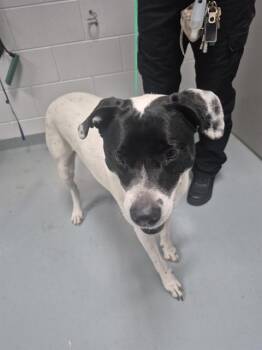 Labrador Retriever and Mixed Breed Dogs Available for Adoption - SHAMROCK | PetCurious