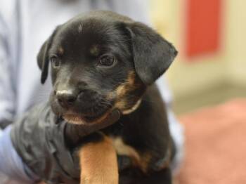 Terrier and Mixed Breed Dogs Available for Adoption in Portland, Oregon - Jacob | PetCurious