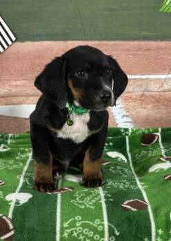 Hound and Mixed Breed Dogs Available for Adoption - Timeout | PetCurious