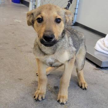 Mo -  Mixed Breed Dog for Adoption in Las Cruces, New Mexico - Mo | PetCurious