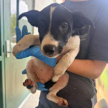 Gemma -  Mixed Breed Dog for Adoption in Corinth, Mississippi - Gemma | PetCurious