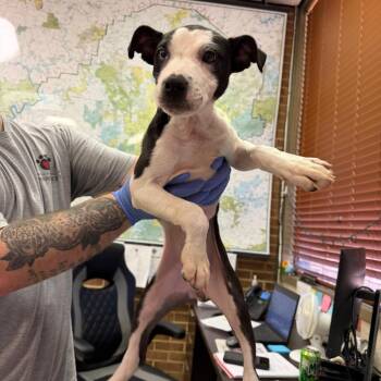 Sasha -  Pit Bull Terrier Dog for Adoption in Birmingham, Alabama - Sasha | PetCurious