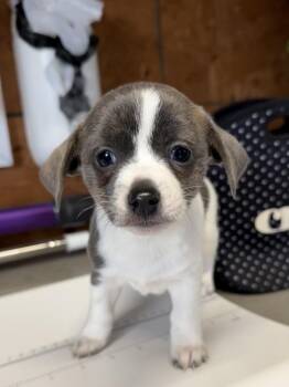 Toy Fox Terrier and Chihuahua Dogs Available for Adoption - Hiver | PetCurious