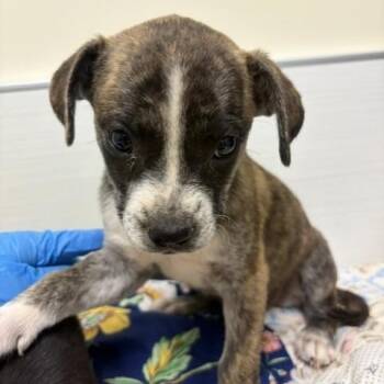Mayo -  Mixed Breed Dog for Adoption - Mayo | PetCurious
