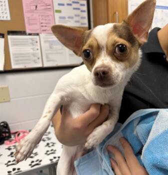 PONCHO -  Chihuahua Dog for Adoption in St. Cloud, Florida - PONCHO | PetCurious