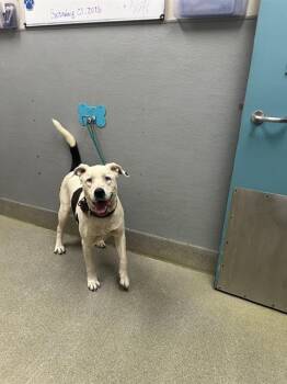 Pit Bull Terrier and Mixed Breed Dogs Available for Adoption - GAMBIT | PetCurious