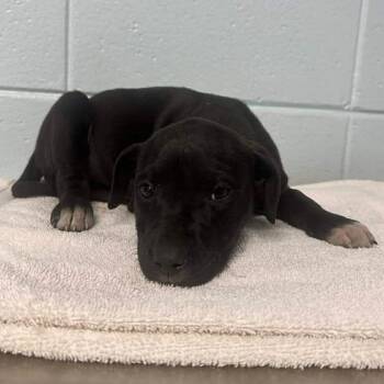 Black Mouth Cur and Great Dane Dogs Available for Adoption - Valley | PetCurious