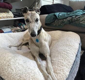 Rescue Greyhound Dogs for Adoption in Coon Rapids, Minnesota - Faith | PetCurious