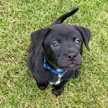 Tom Haverford -  Mixed Breed Dog for Adoption in Racine, Wisconsin - Tom Haverford | PetCurious