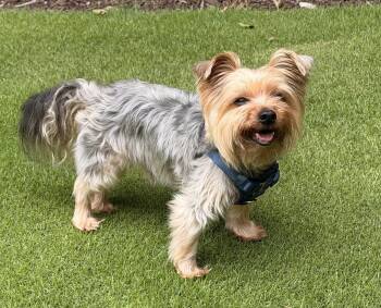 Metro -  Yorkshire Terrier Dog for Adoption in Milton, Georgia - Metro | PetCurious