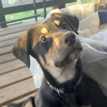 Mufasa -  Shepherd Dog Available for Adoption in Pagosa Springs, Colorado - Mufasa | PetCurious