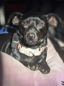 Miniature Pinscher Dogs Available for Adoption in Elk, Washington - Rory | PetCurious