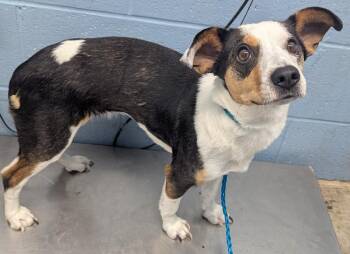 Terrier Dogs Available for Adoption in Evansville, Indiana - Ahsoka | PetCurious