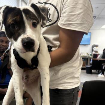 Mixed Breed Dogs Available for Adoption in Philadelphia, Pennsylvania - Alden | PetCurious