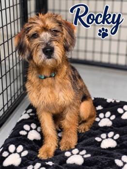 Rocky -  Goldendoodle and Cane Corso Dog for Adoption in Momence, Illinois - Rocky | PetCurious