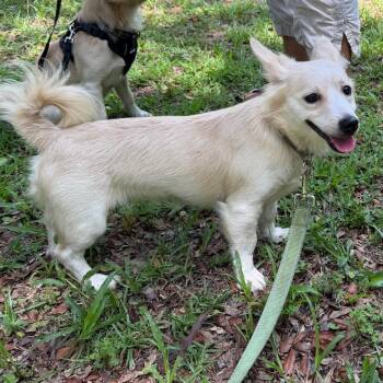 Foxy -  Mixed Breed and Chihuahua Dog for Adoption in Williston, Florida - Foxy | PetCurious
