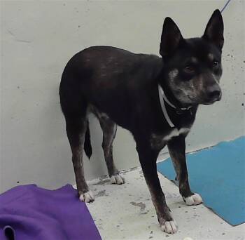 Australian Cattle Dog Blue Heeler and Mixed Breed Dogs Available for Adoption in Houston, Texas - A2067863 | PetCurious